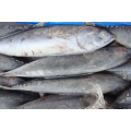 Cheap Price Frozen Bonito Tuna Skipjack Fish